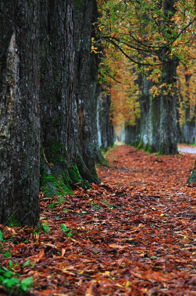 lungo vicolo a autunno autunno sesson foto