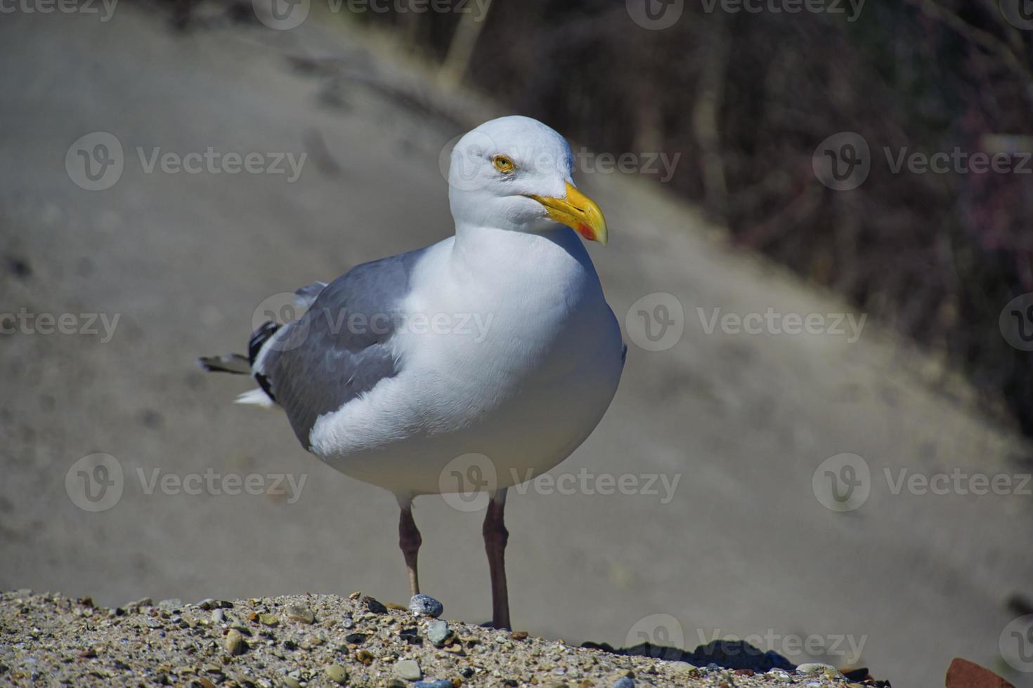 gabbiano reale europeo su Helgoland foto