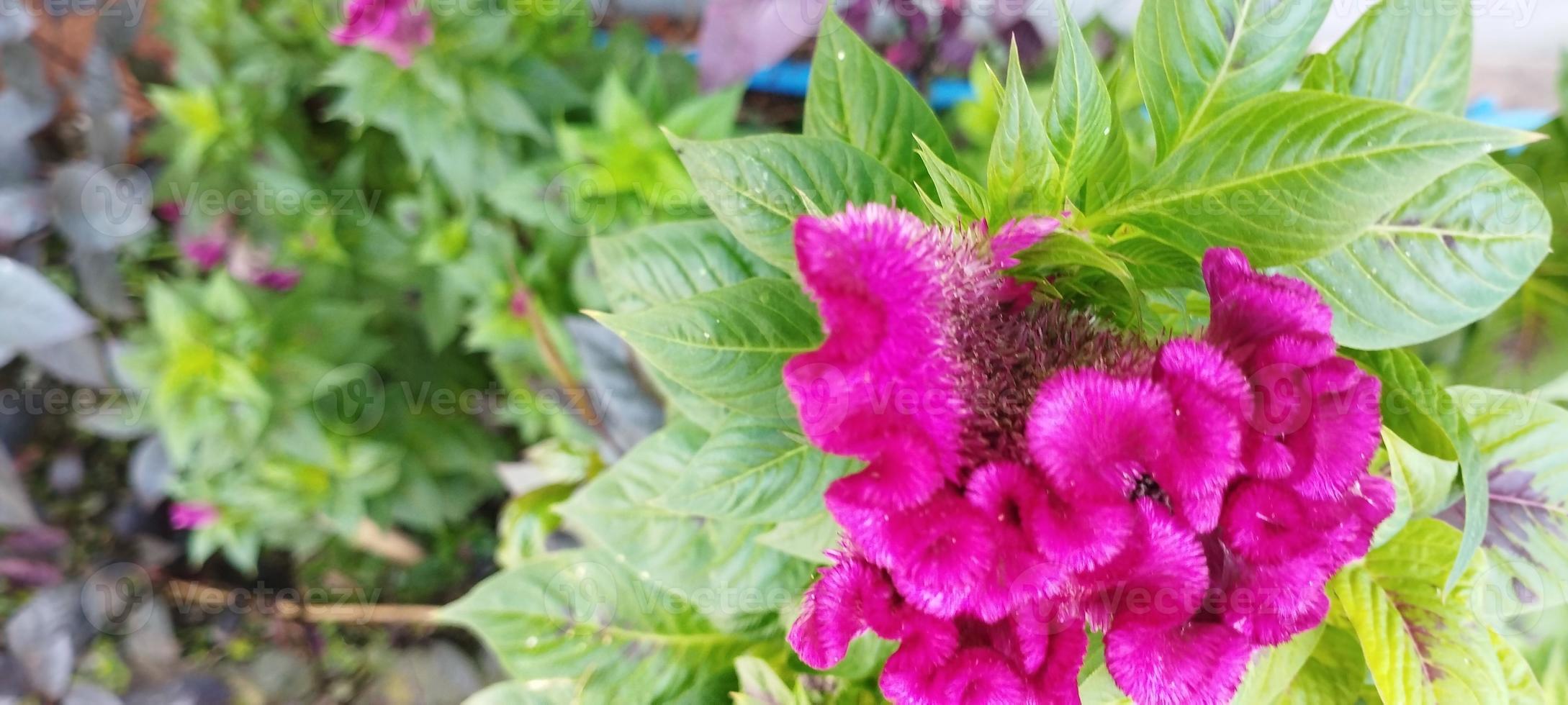 il di pollo pettine pianta è rosa e il le foglie siamo verde foto