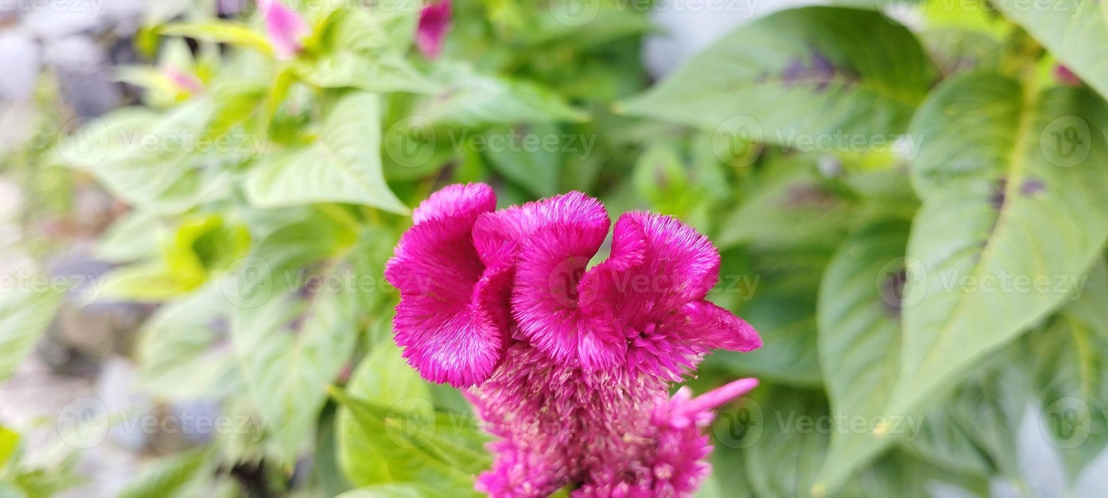 il di pollo pettine pianta è rosa e il le foglie siamo verde foto