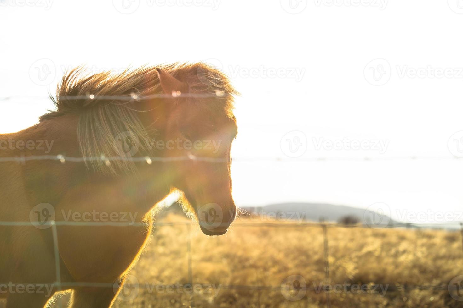 islandese cavallo vivere nel azienda agricola foto