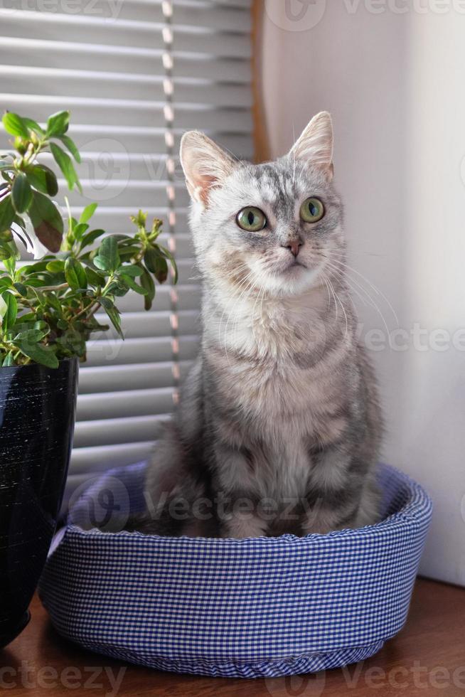 adorabile soffice grigio soriano gatto con verde occhi è seduta su un' gatto letto vicino per un' finestra e pentola pianta e guardare per il telecamera. foto
