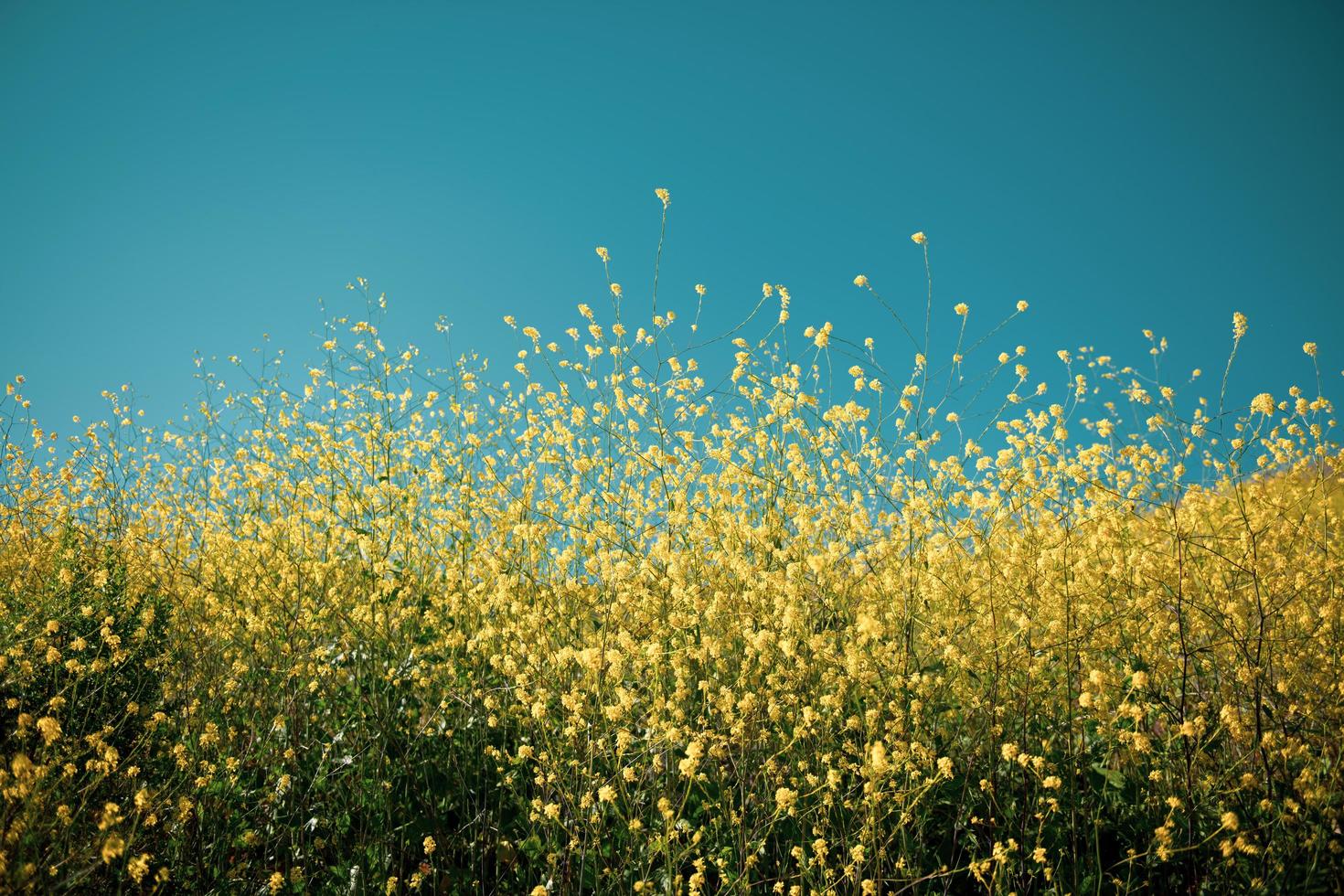 fiori gialli con petali foto