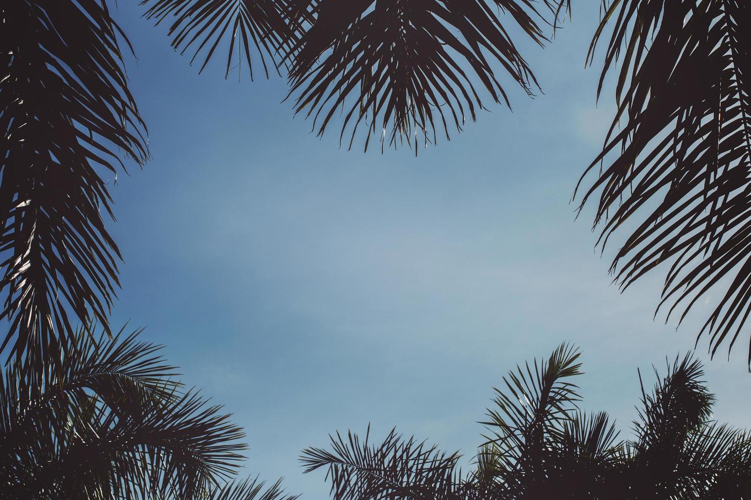 foto di vista verme di alberi verdi