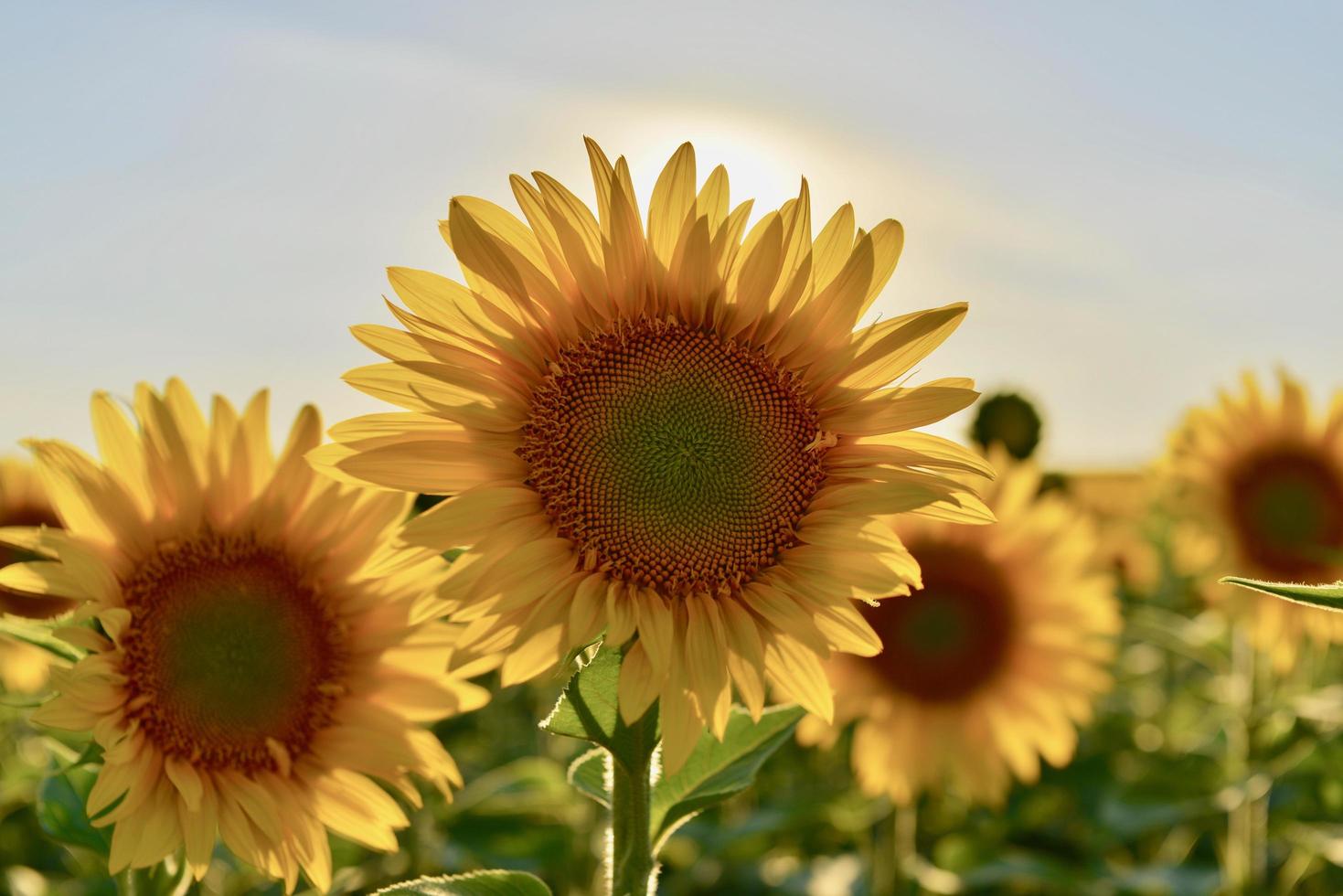 primo piano di girasoli foto