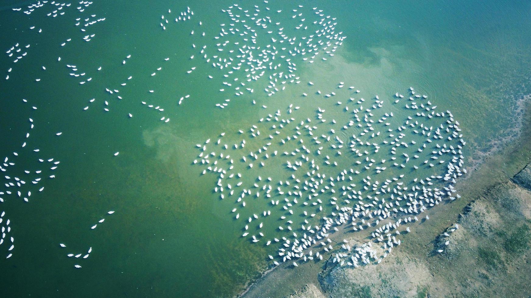 stormo di uccelli che nuotano foto