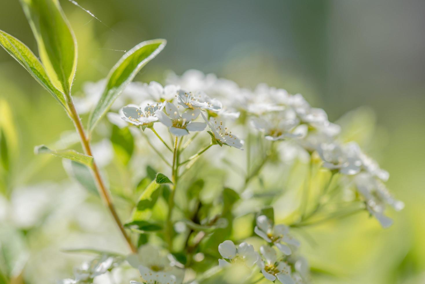 fiori bianchi sul cespuglio foto