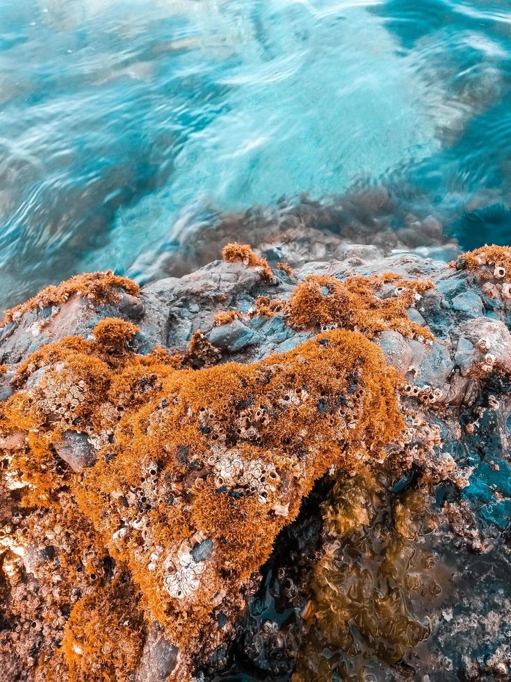 alghe su roccia foto