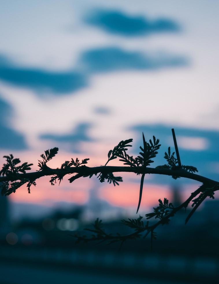 ramo di un albero all'alba foto