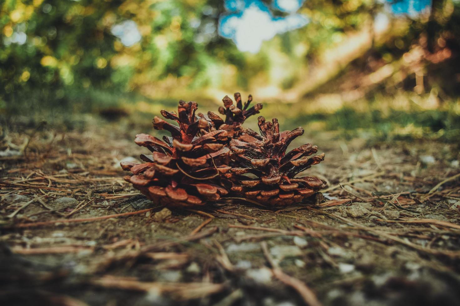 pigne nella foresta foto