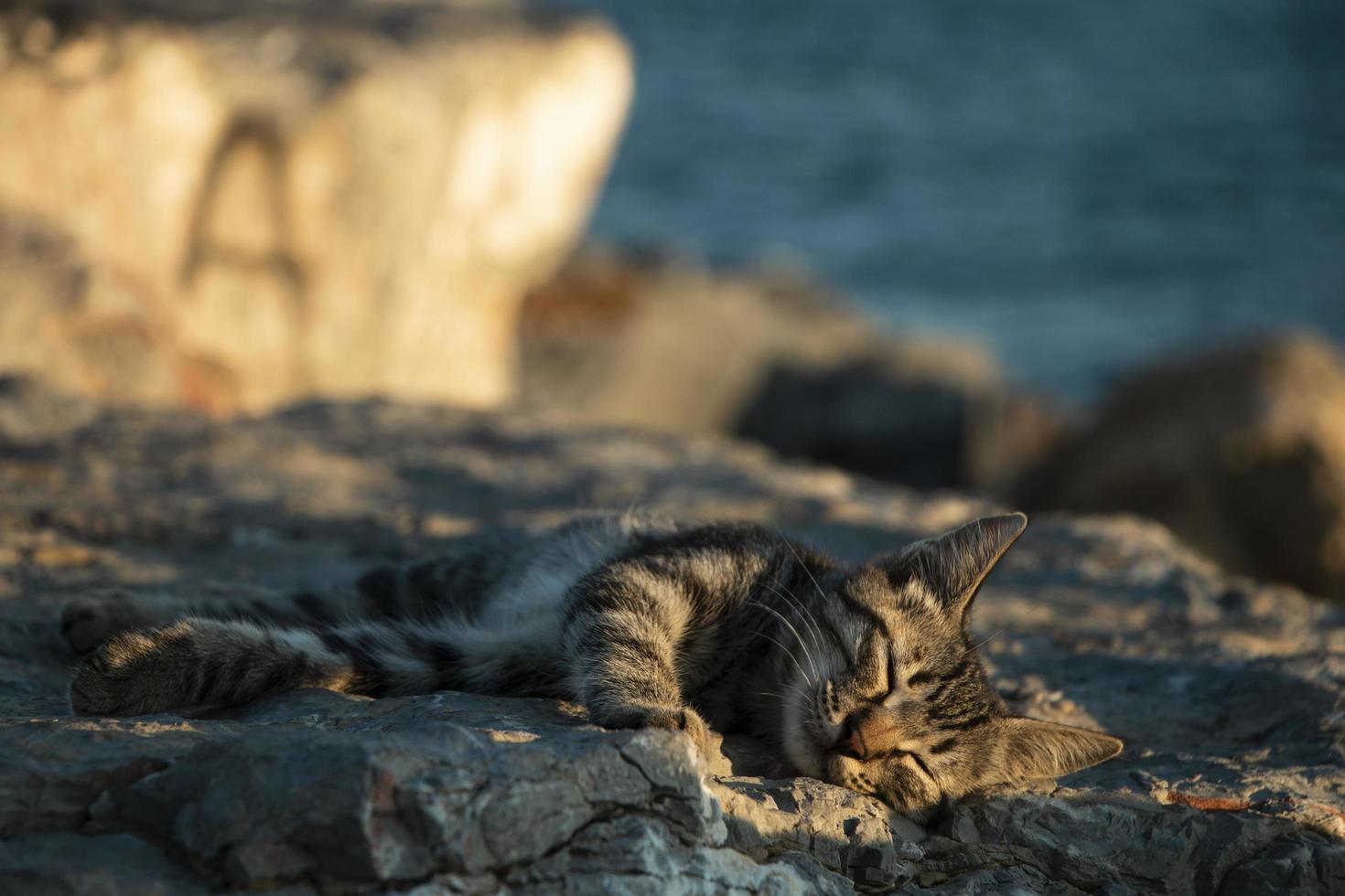 un gatto addormentato foto