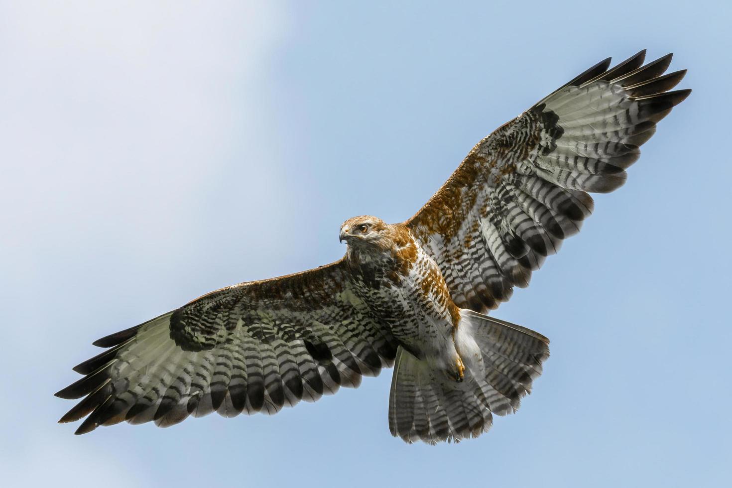 Poiana comune catturata in volo sotto il cielo blu foto