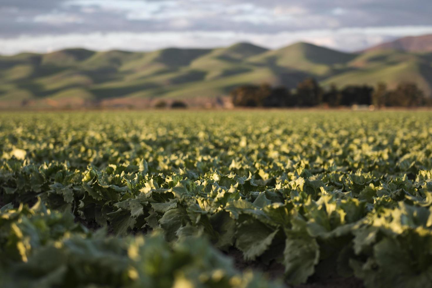 campo di piante verdi foto