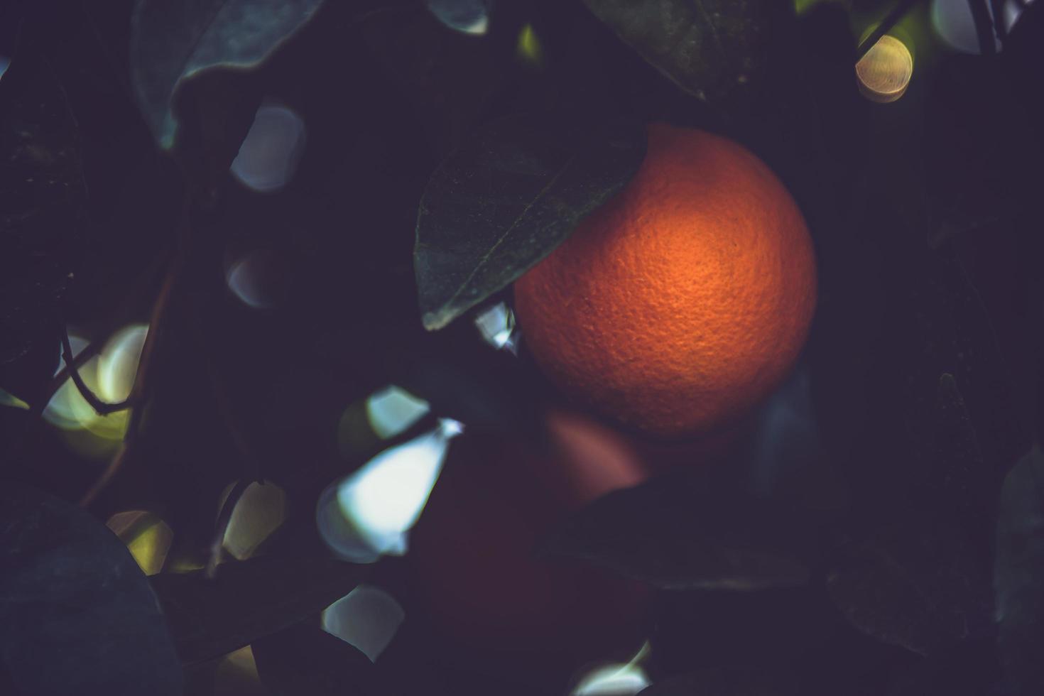foto di fuoco poco profondo di frutta arancione