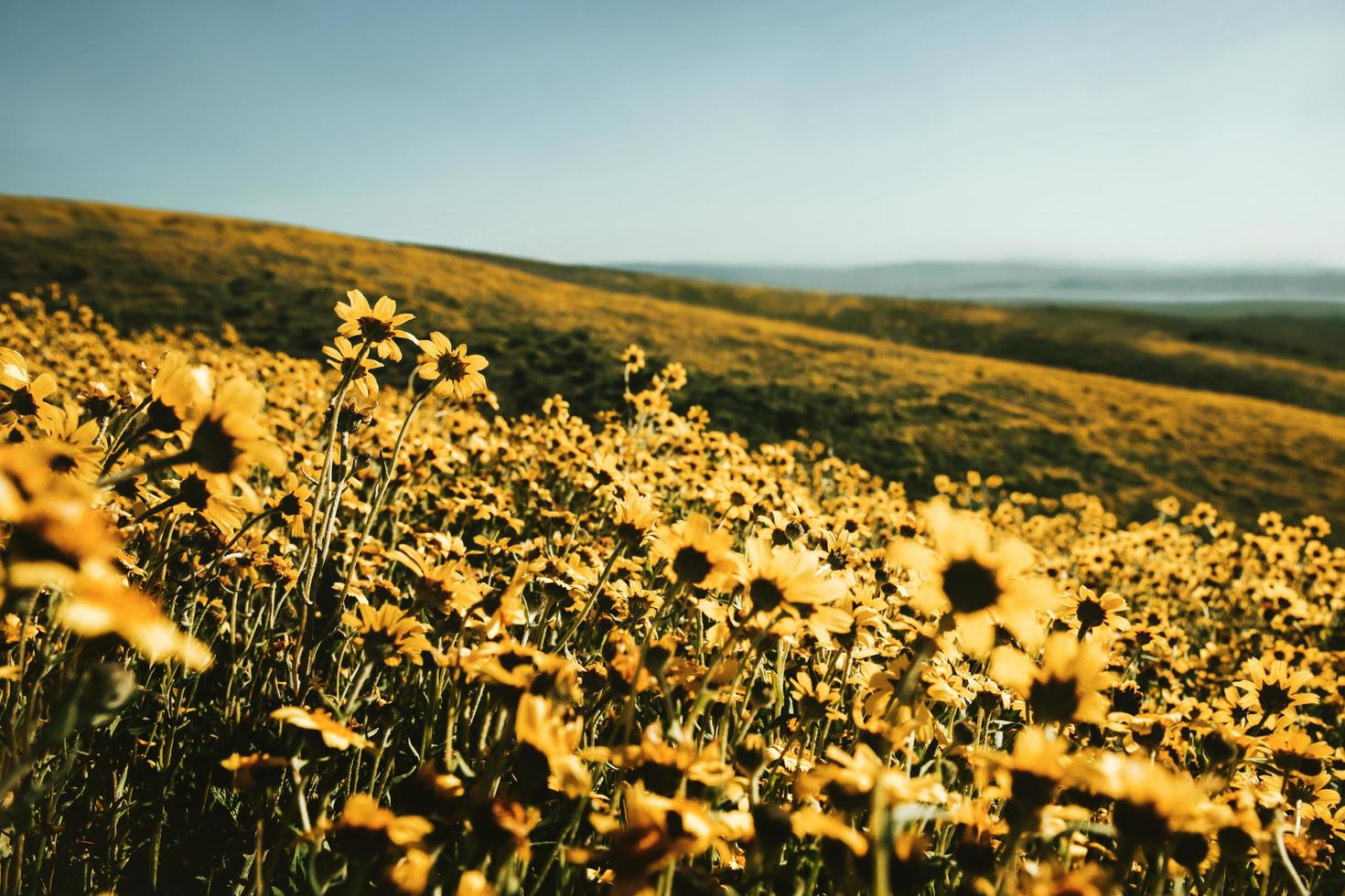 campo di margherite durante il giorno foto