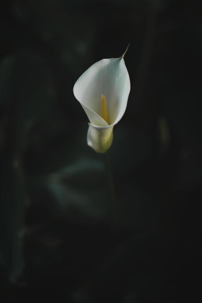 fiore bianco su sfondo nero foto