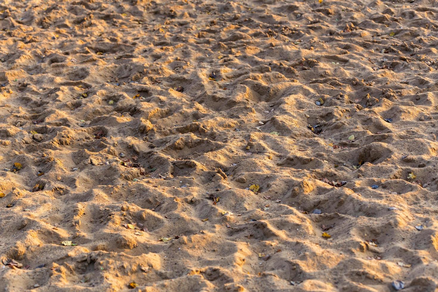 asciutto sabbia superficie con molti impronte e asciutto autunno albero le foglie sotto tramonto giallo leggero foto