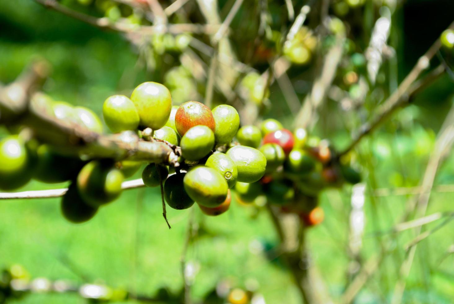 caffè fagiolo pianta foto