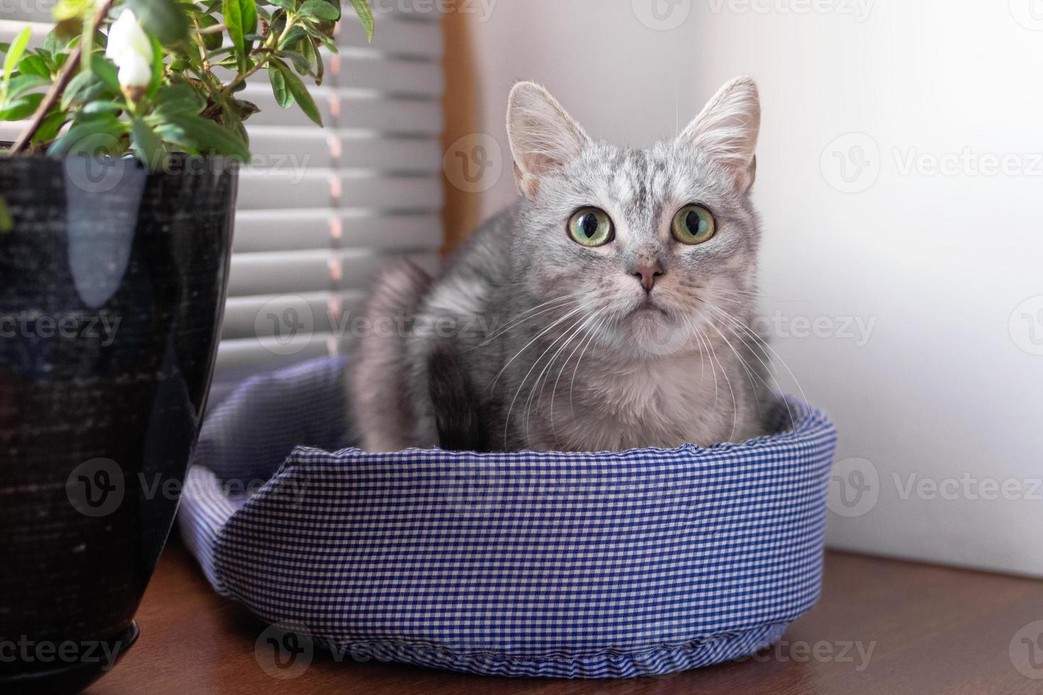 ritratto di bellissimo soffice grigio soriano gatto con verde occhi su un' gatto letto vicino per un' finestra e pentola pianta. foto