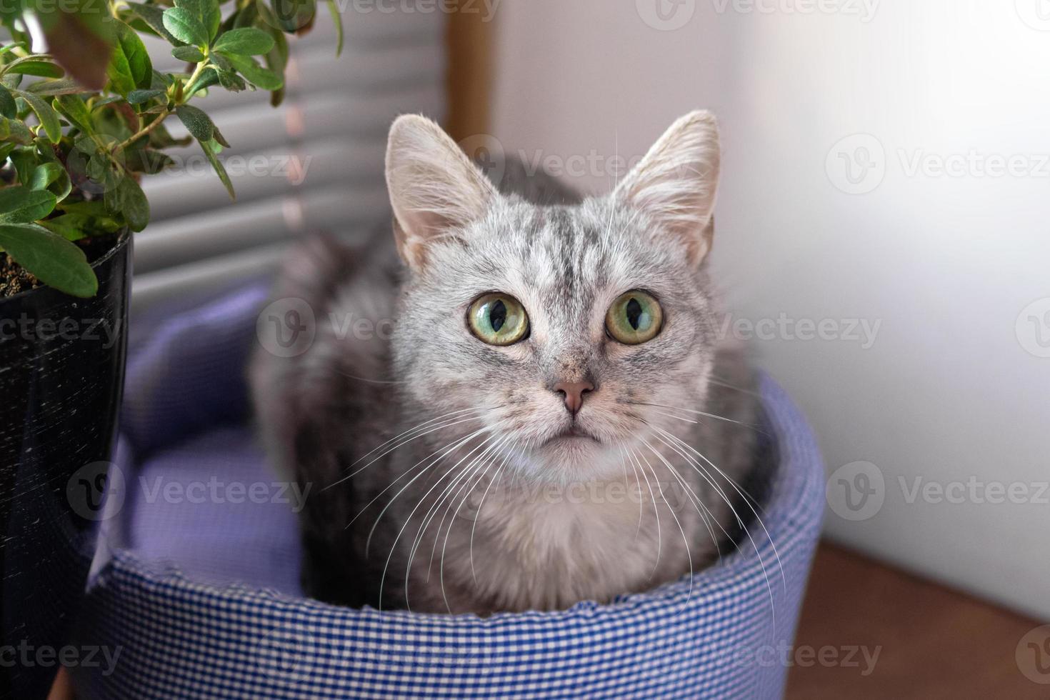 adorabile soffice grigio soriano gatto con verde occhi è seduta su un' gatto letto vicino per un' finestra e pentola pianta e guardare per il telecamera. foto