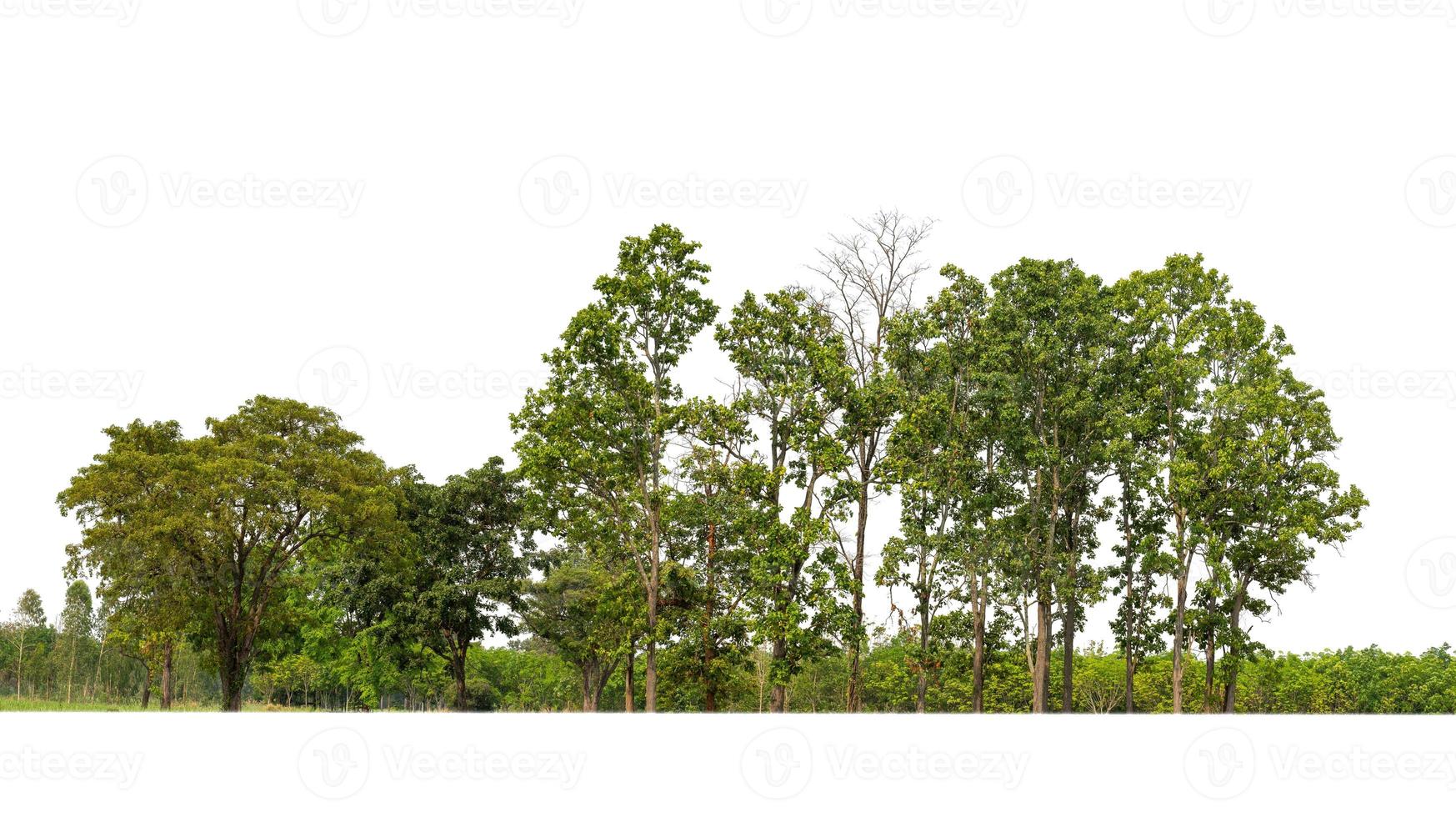 verde alberi isolato su bianca sfondo.sono foresta e fogliame nel estate per tutti e due stampa e ragnatela pagine con tagliare sentiero e alfa canale foto