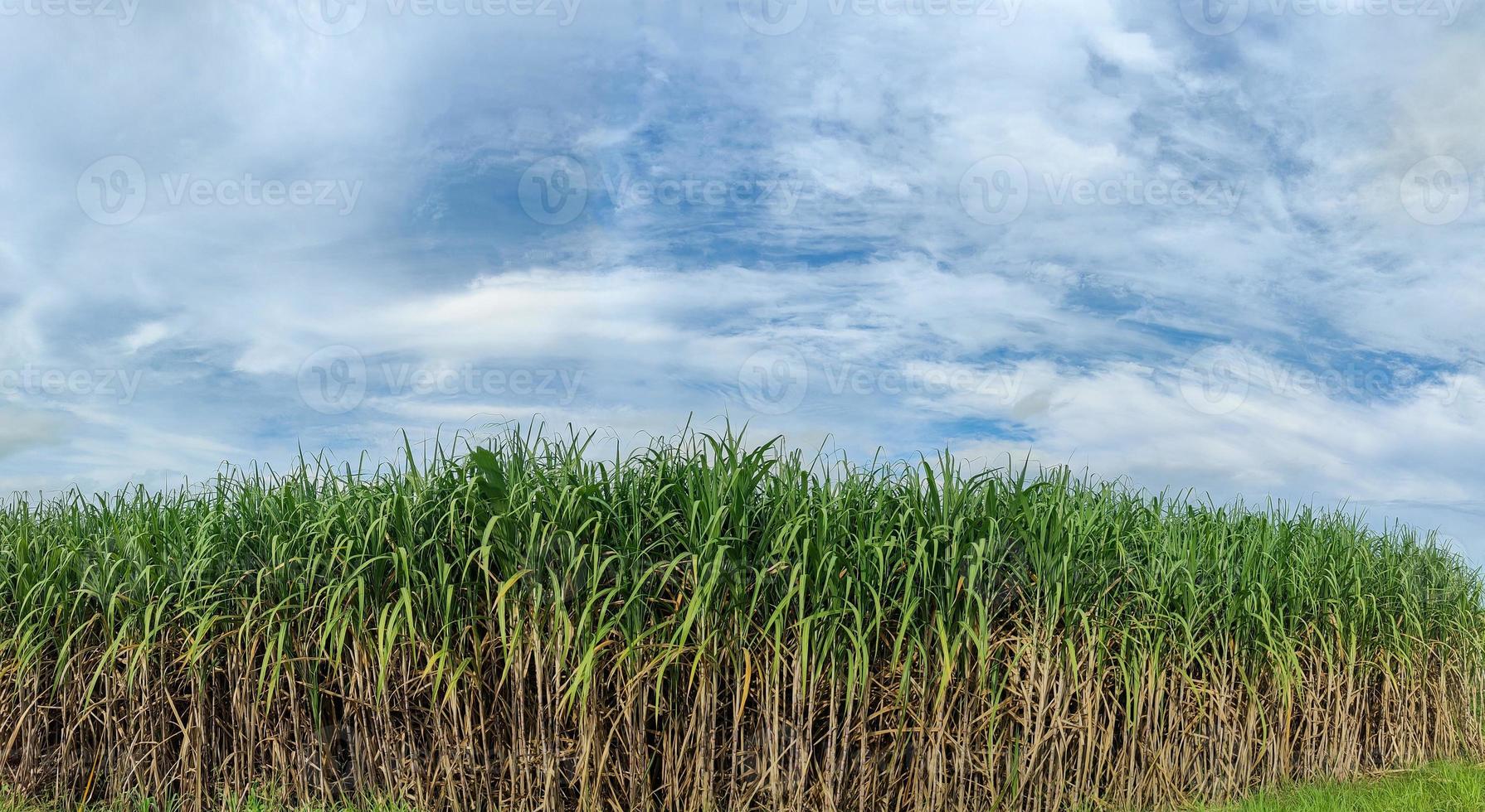 canna da zucchero i campi e blu cielo foto