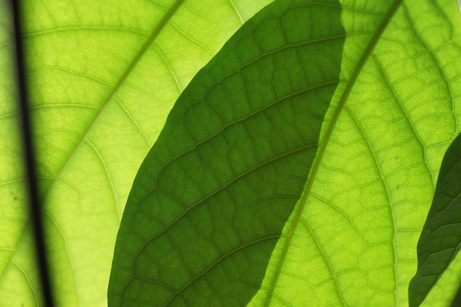foglie di mango verde foto