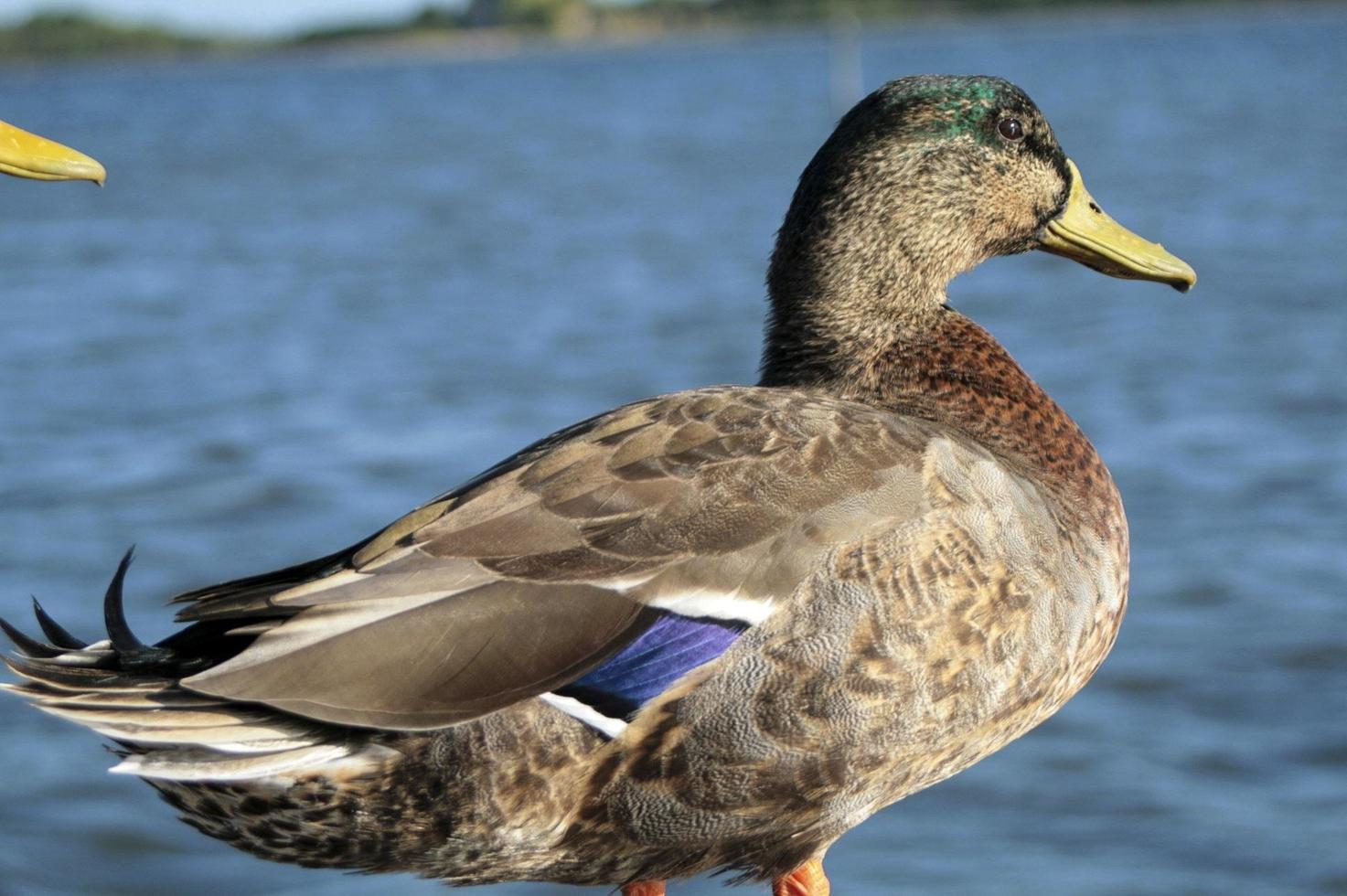 anatra maschio del germano reale foto