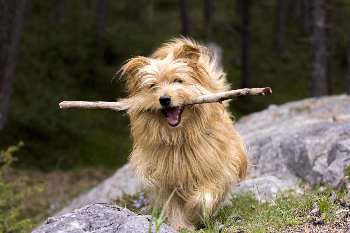 cane che corre con un bastone foto