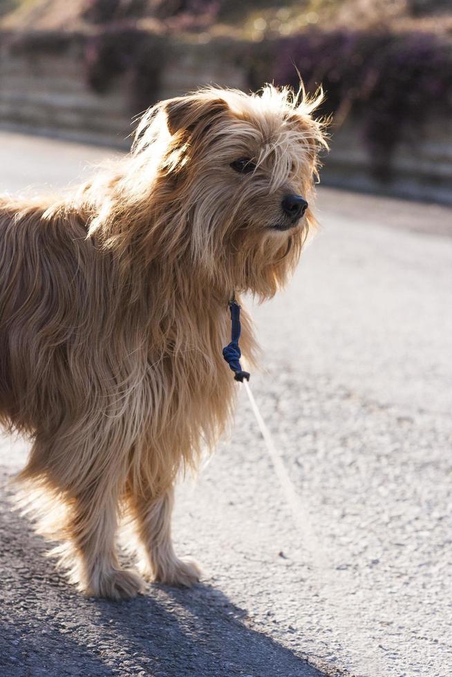 cane al guinzaglio foto