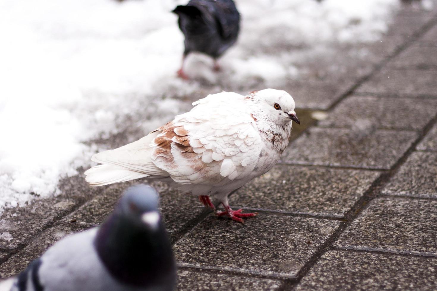 colomba bianca sul marciapiede foto