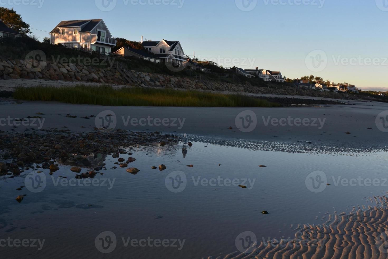 bellissimo nuovo Inghilterra costa con un' gabbiano a piedi foto