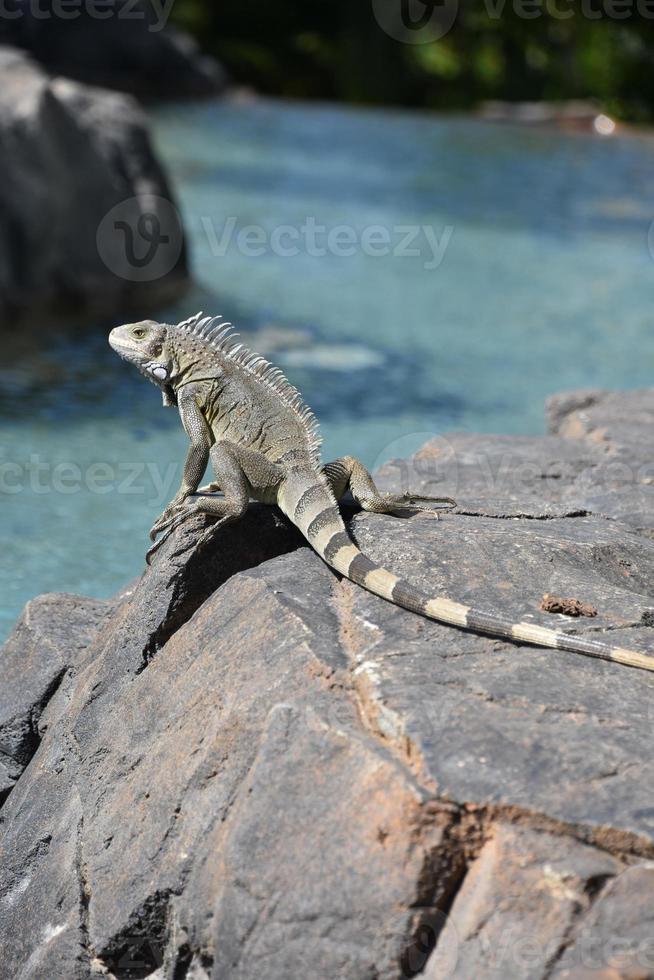 prendere il sole Comune iguana su un' roccia nel il sole foto