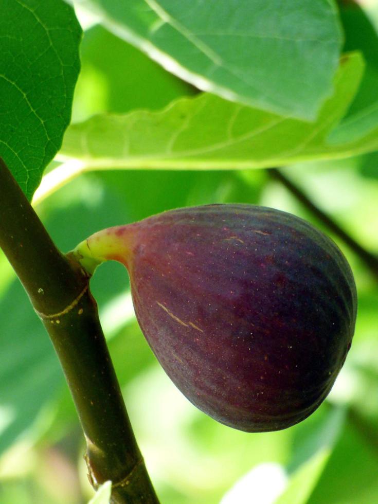 frutta del fico che cresce sul ramo foto