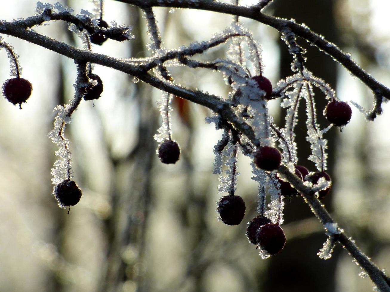 ghiaccio su un albero di bacche foto