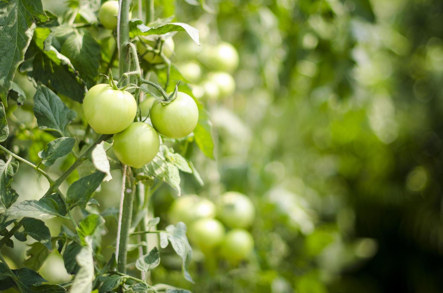 pomodoro sulla vite foto