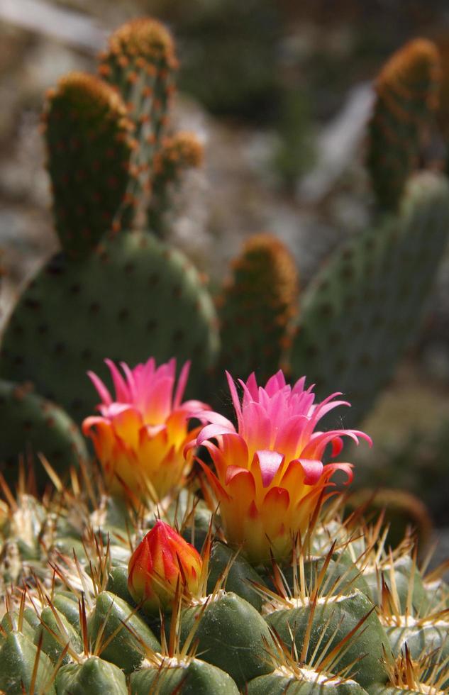 primo piano di fiori di cactus foto