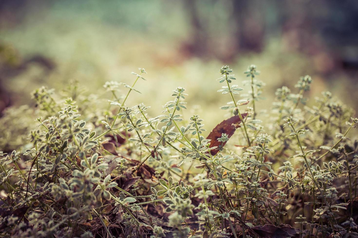 piante verdi sul terreno foto