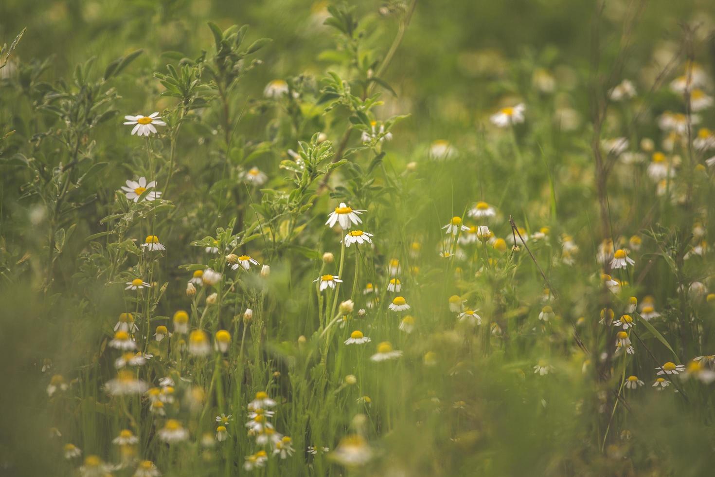 fiori di camomilla in un campo foto