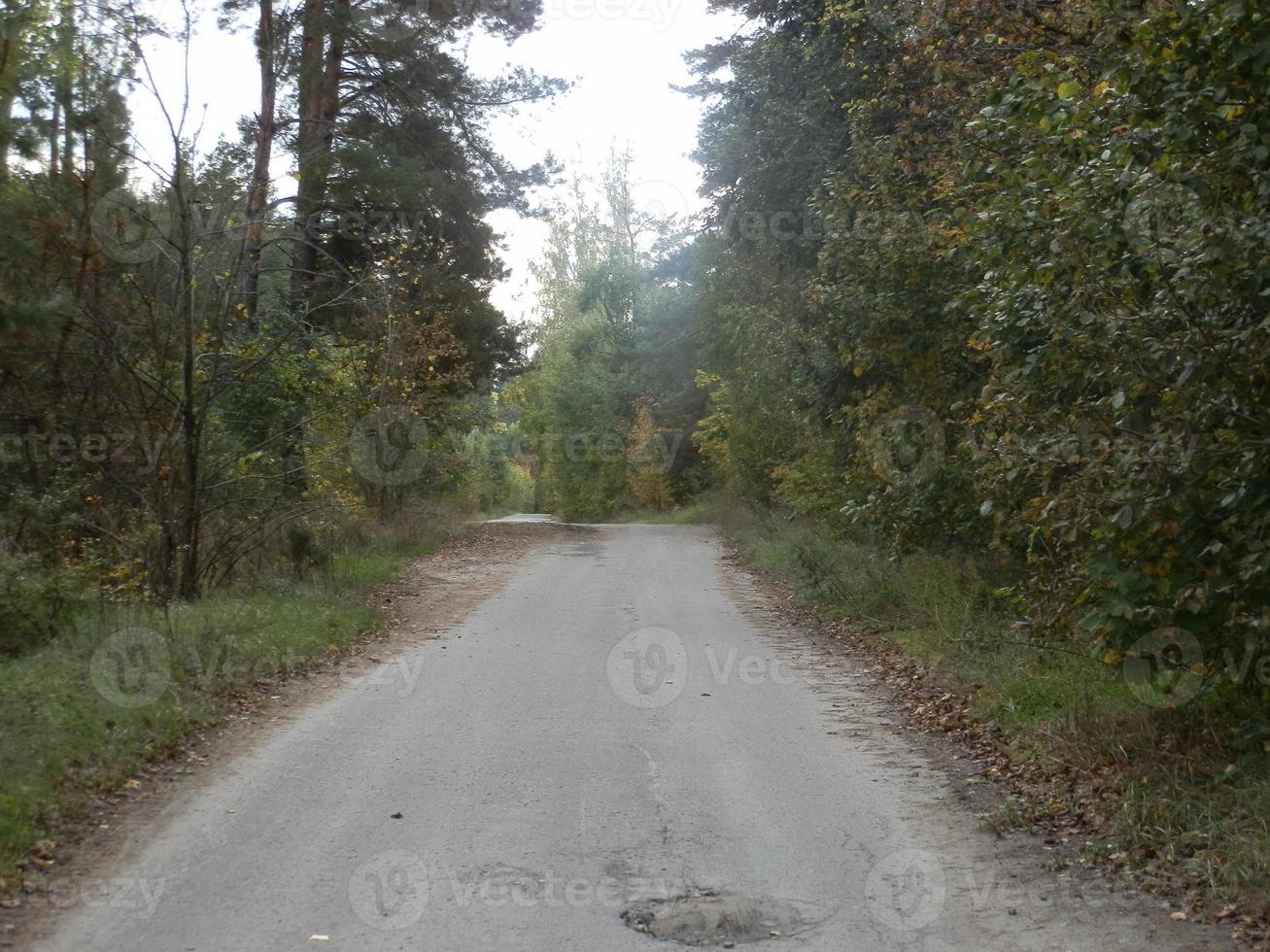 autunno foresta nel fogliame colori foto