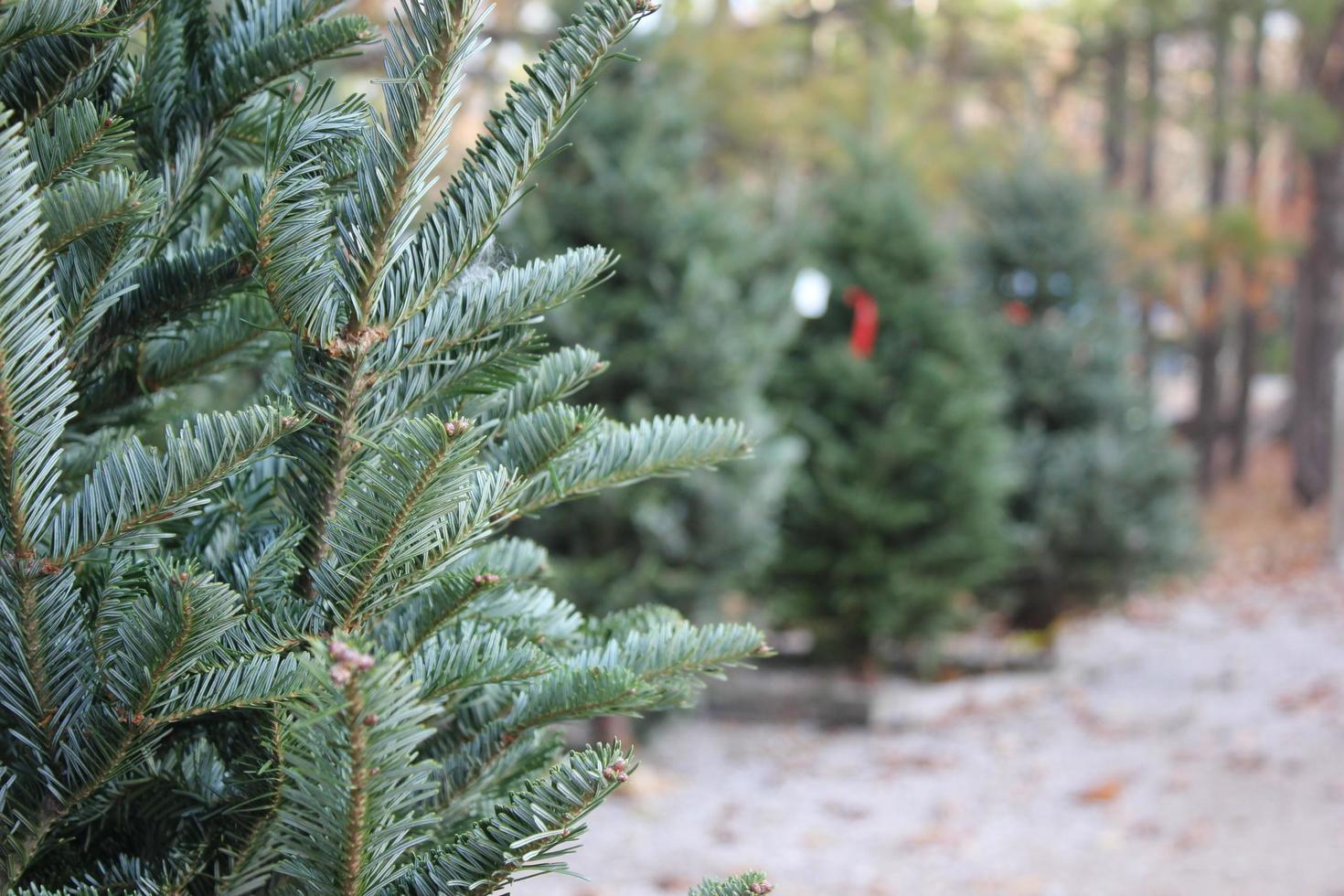 vivere Natale alberi per vendita foto