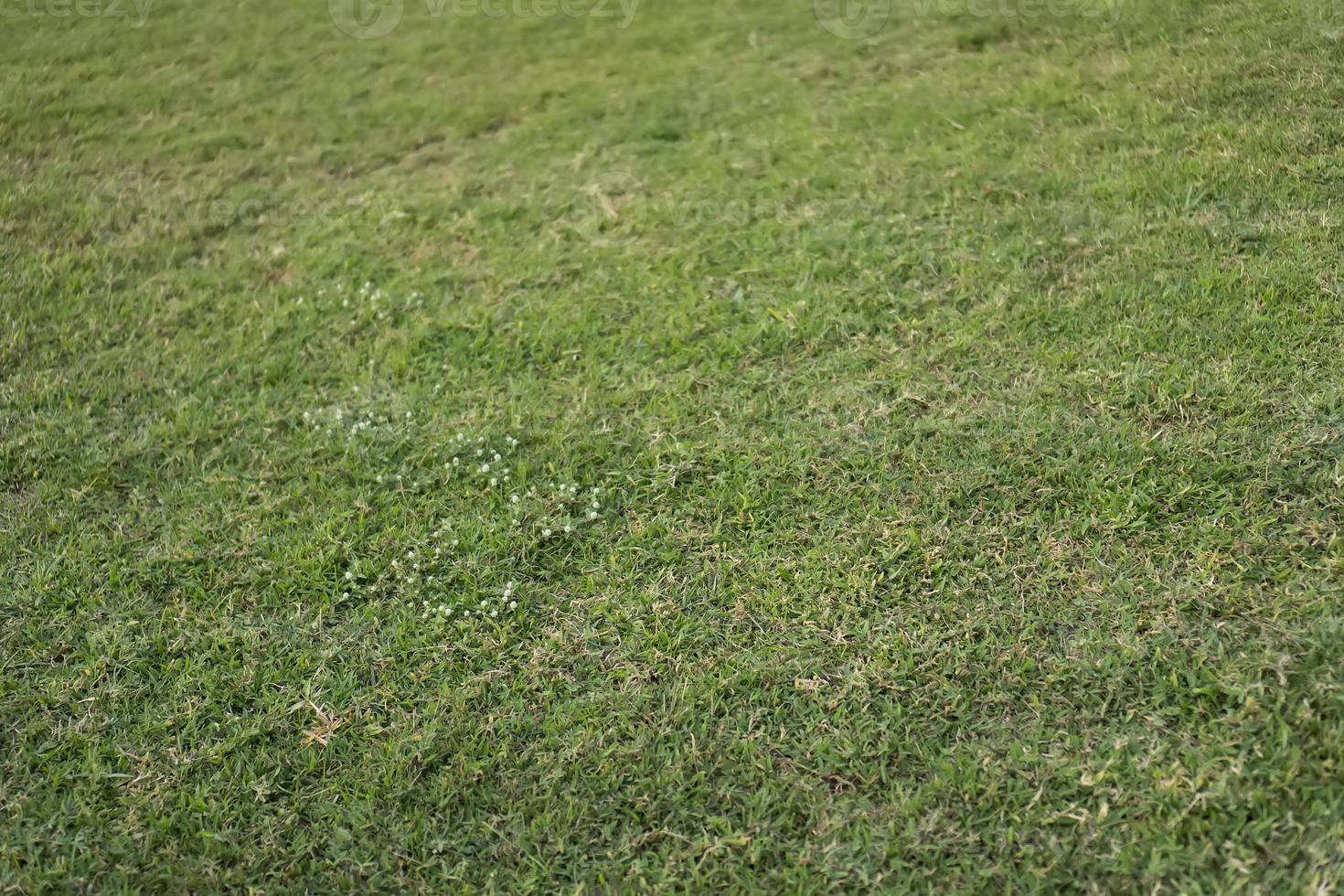 verde naturale erba, calcio campo, adatto per sfondo e copertina foto