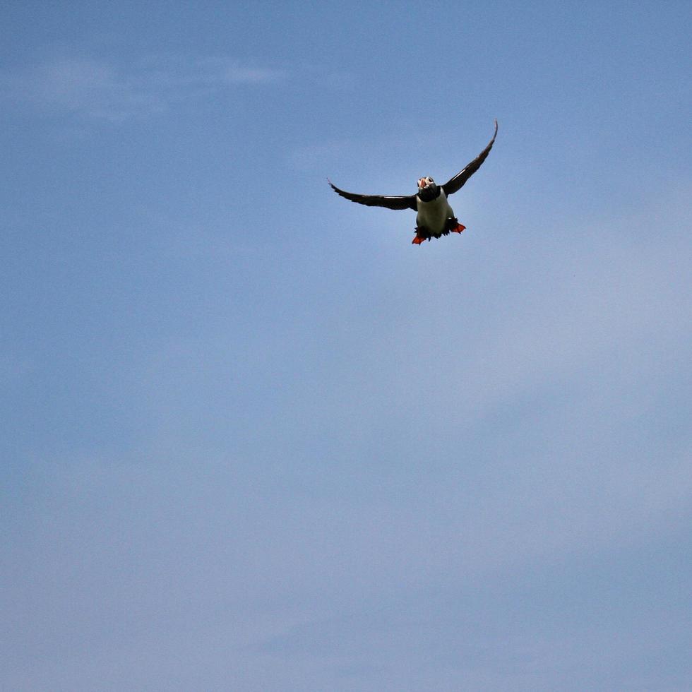 un' vicino su di un' puffino foto