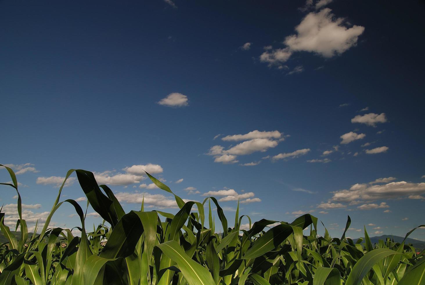 soleggiato giorno a campo di Mais e drammatico cielo... foto