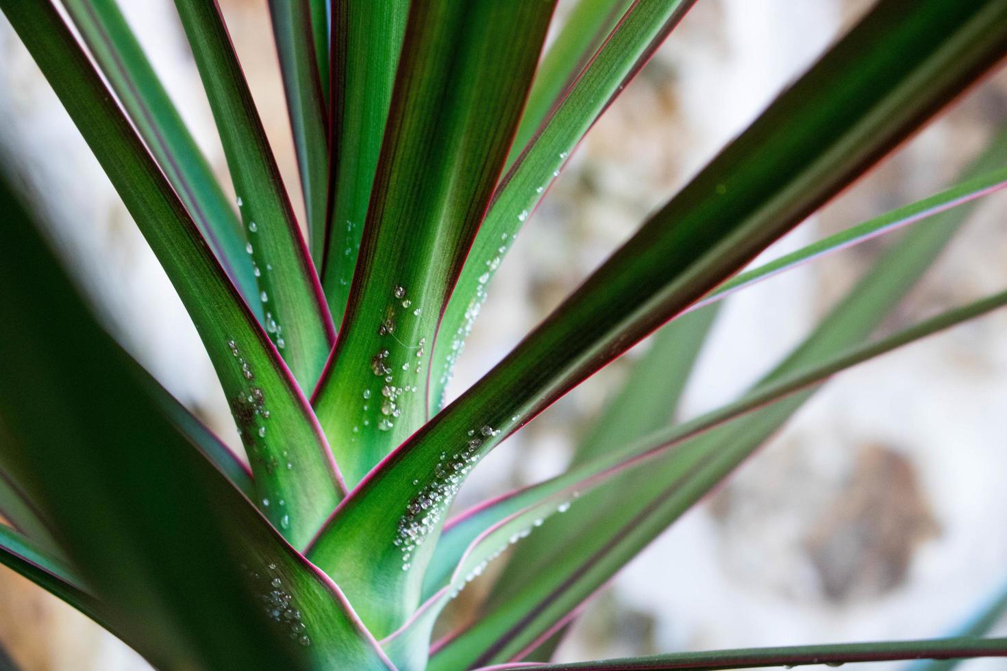 foto del primo piano della pianta a foglia verde