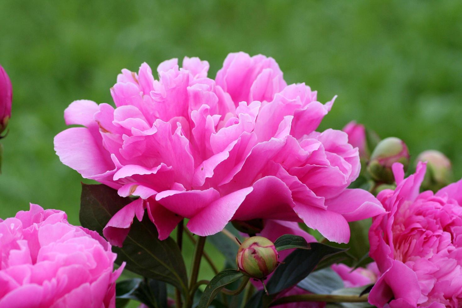 primo piano di peonie rosa foto