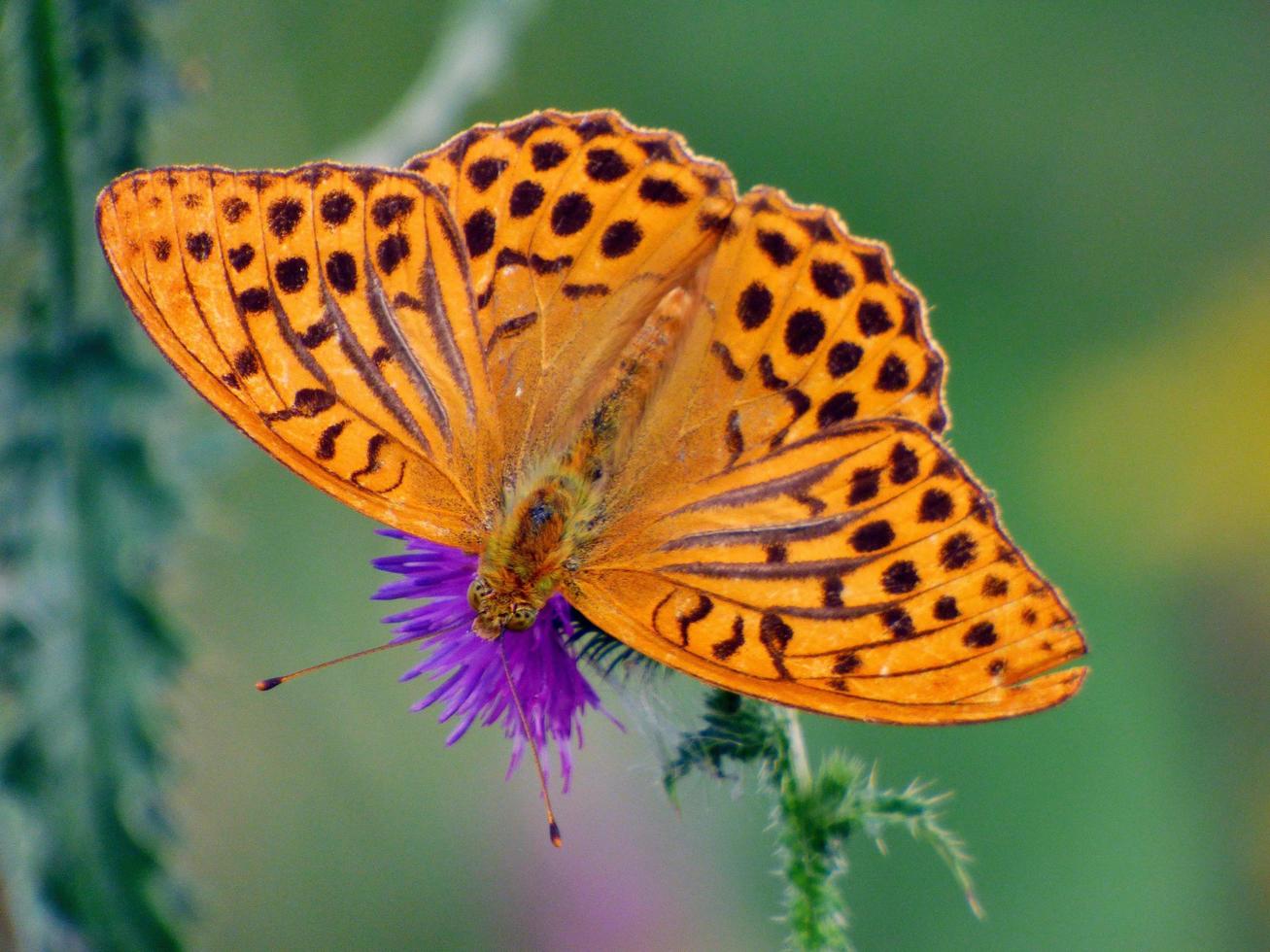 farfalla arancione su un cardo foto