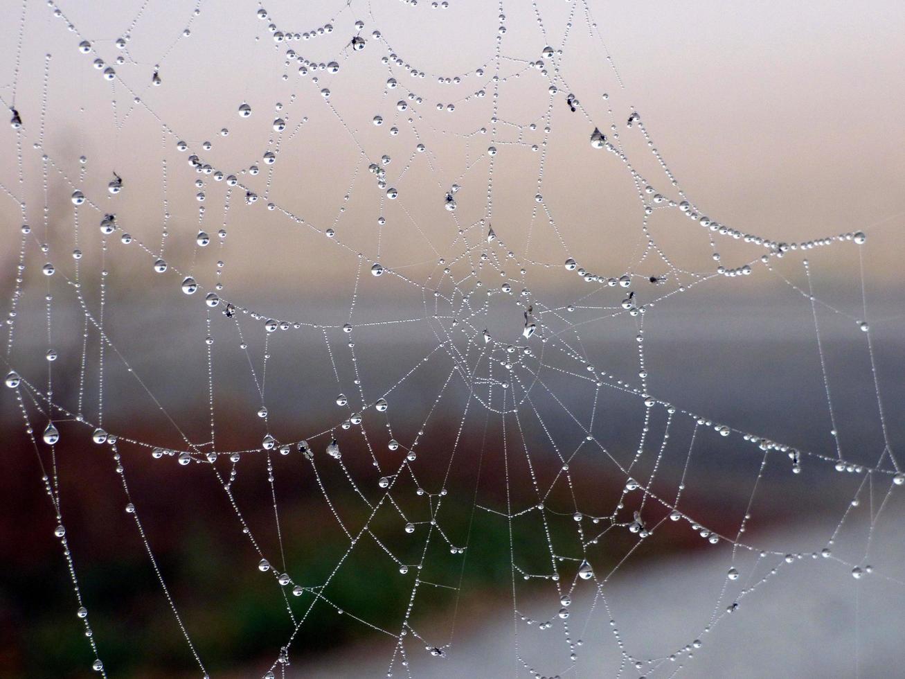 primo piano di una ragnatela con gocce di rugiada foto