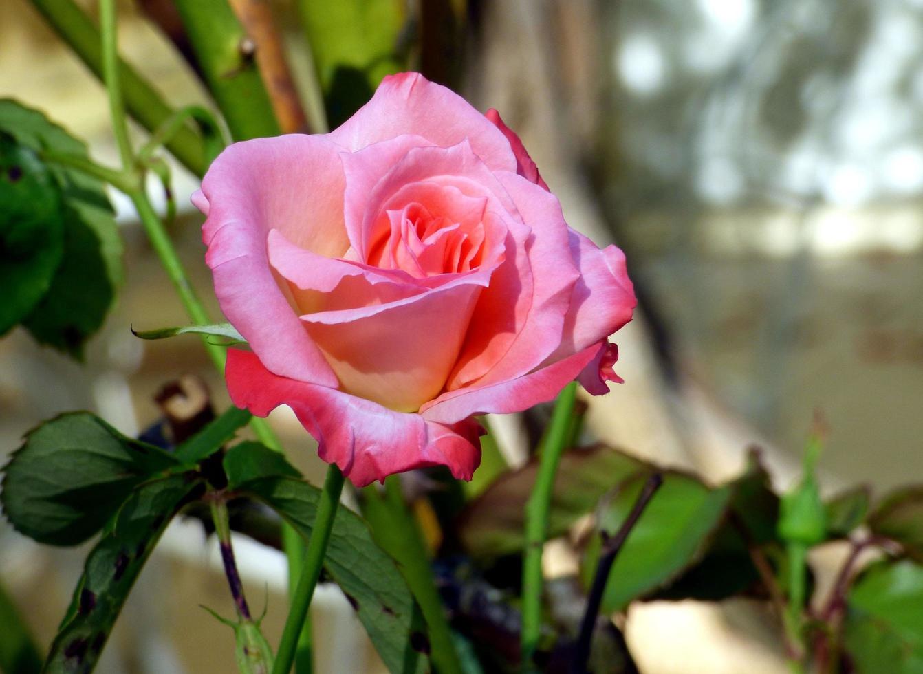 primo piano di una rosa rosa foto