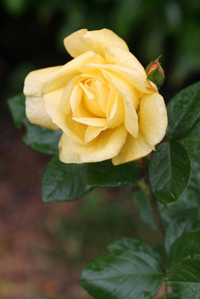 primo piano di una rosa gialla foto